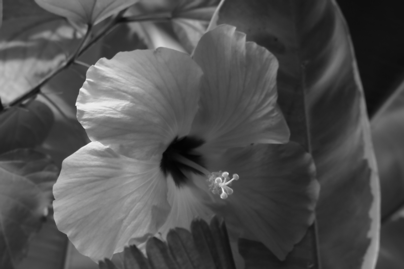 2015 08 12 HTP 2215ebw